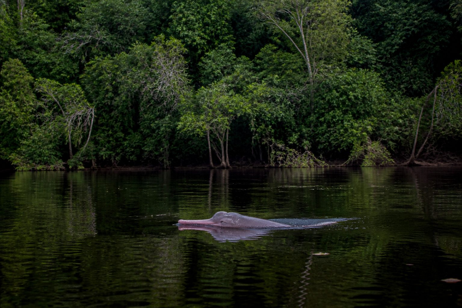 Pink river dolphin surfacing at a respectful distance in Amazon water.